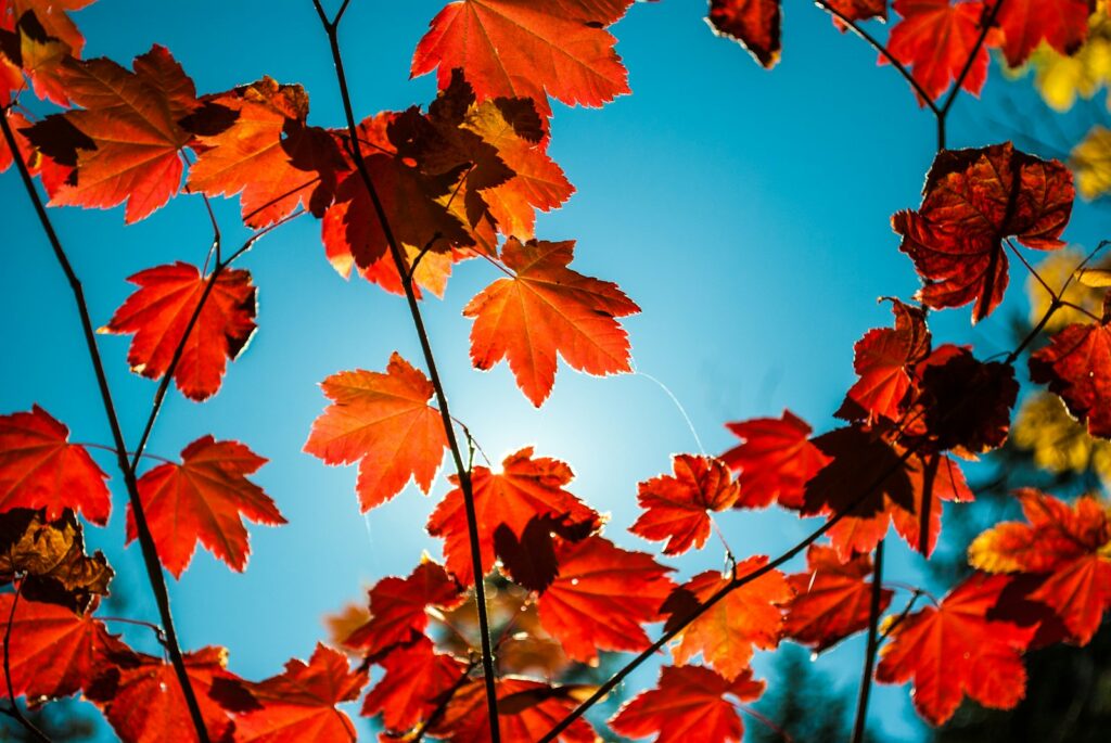 red maple leaves against bright blue sky
