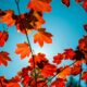 red maple leaves against bright blue sky