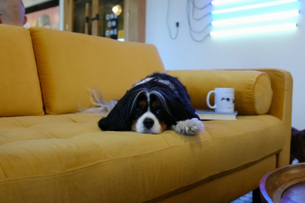white, brown and black dog lying on yellow sofa