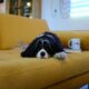 white, brown and black dog lying on yellow sofa